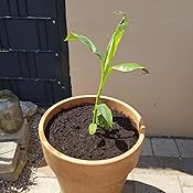 Bananenbaum im garten Bananenbaum im garten