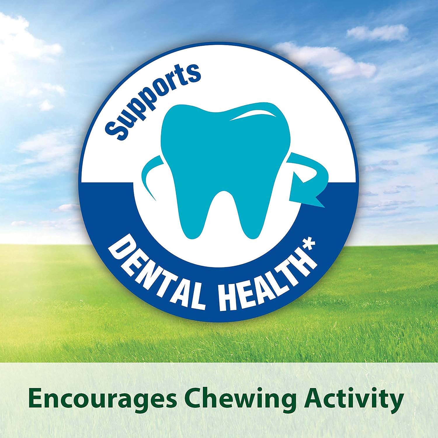 Kaytee Timothy Complete Guinea Pig Food 5 Pounds : Pet Food : Pet Supplies