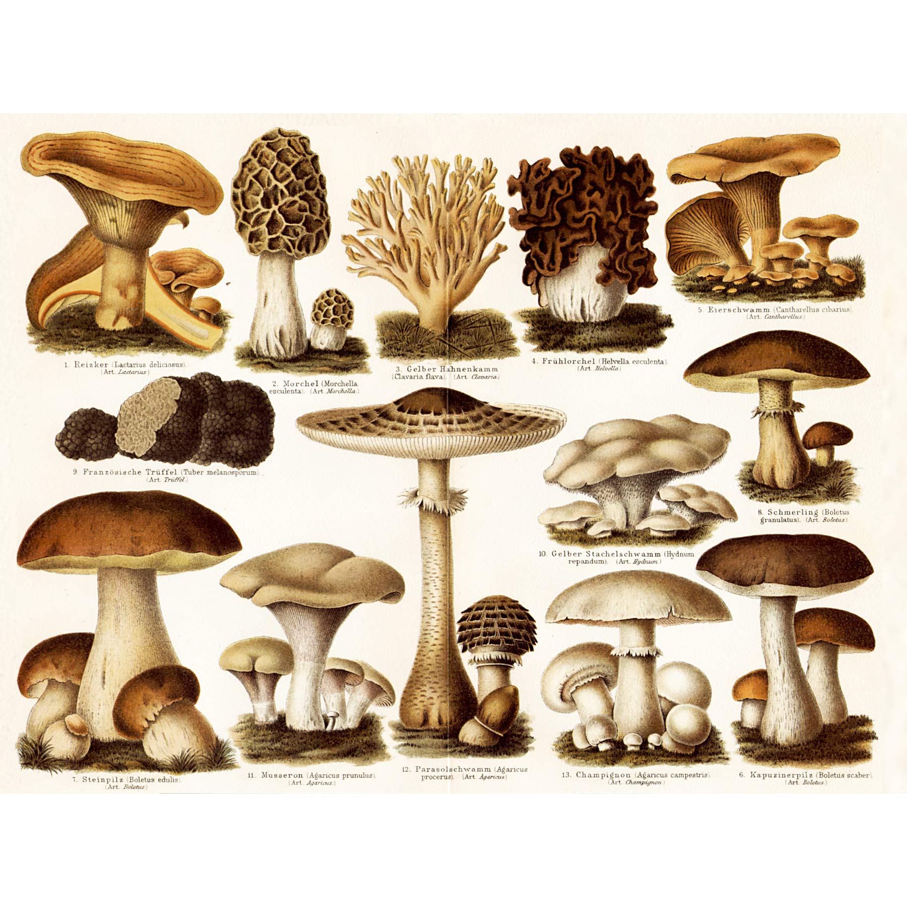 Artery8 Meyers Lexicon Edible Mushrooms Encyclopedia Page Large Wall Art Poster Print Thick Paper 18X24 Inch
