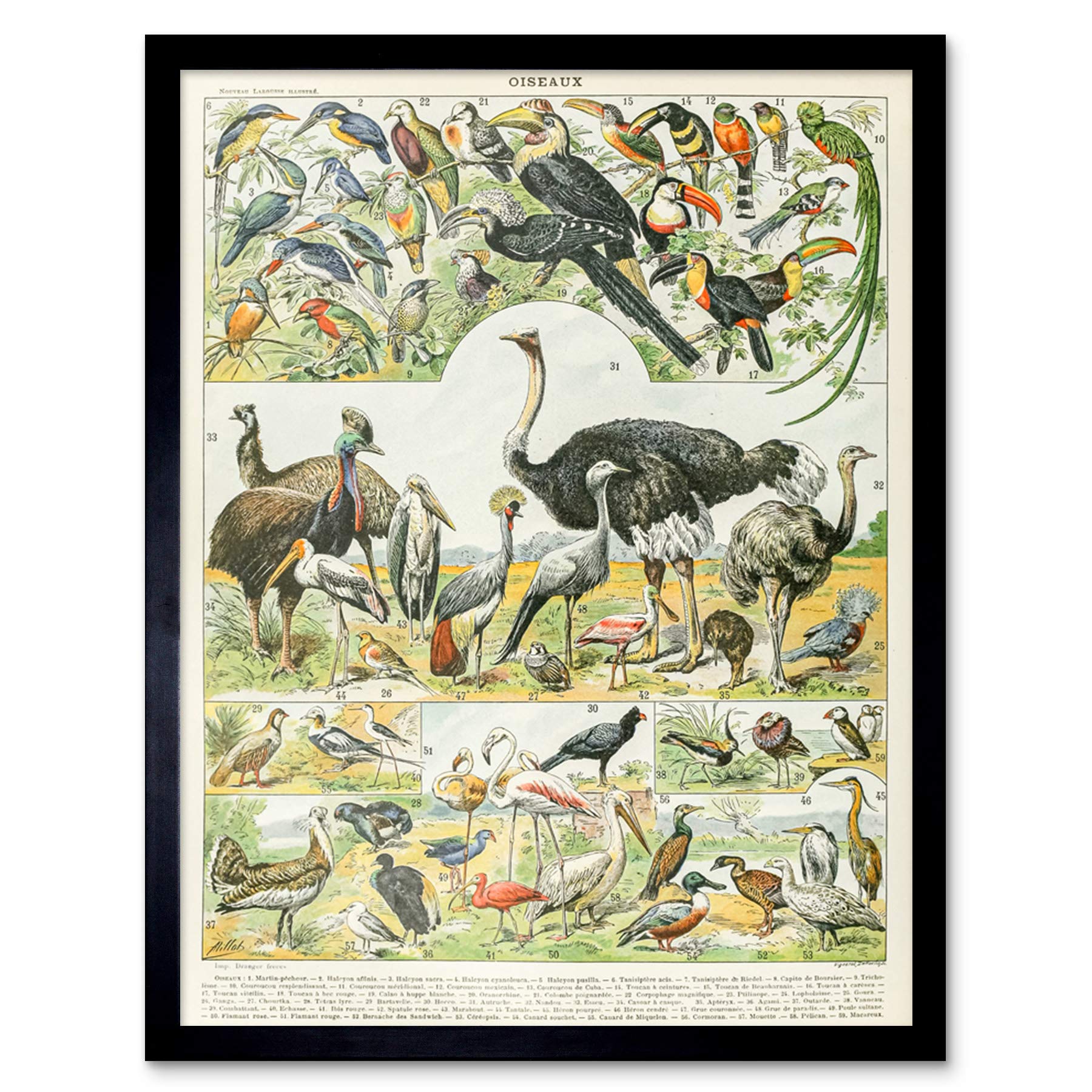 Artery8 Millot Encyclopedia Page Birds Ostrich Emu Art Print Framed Poster Wall Decor 12x16 inch — image 1