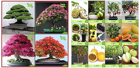 Creative Farmer Air Purifying Plants Combo Bonsai Suitable Tree : Japanese Pine, Pink Siris, Azalea, & Bonsai Suitable Seeds : Bonsai Suitable Plant Seeds Gardening Combo Anona, Guava, Po Combo