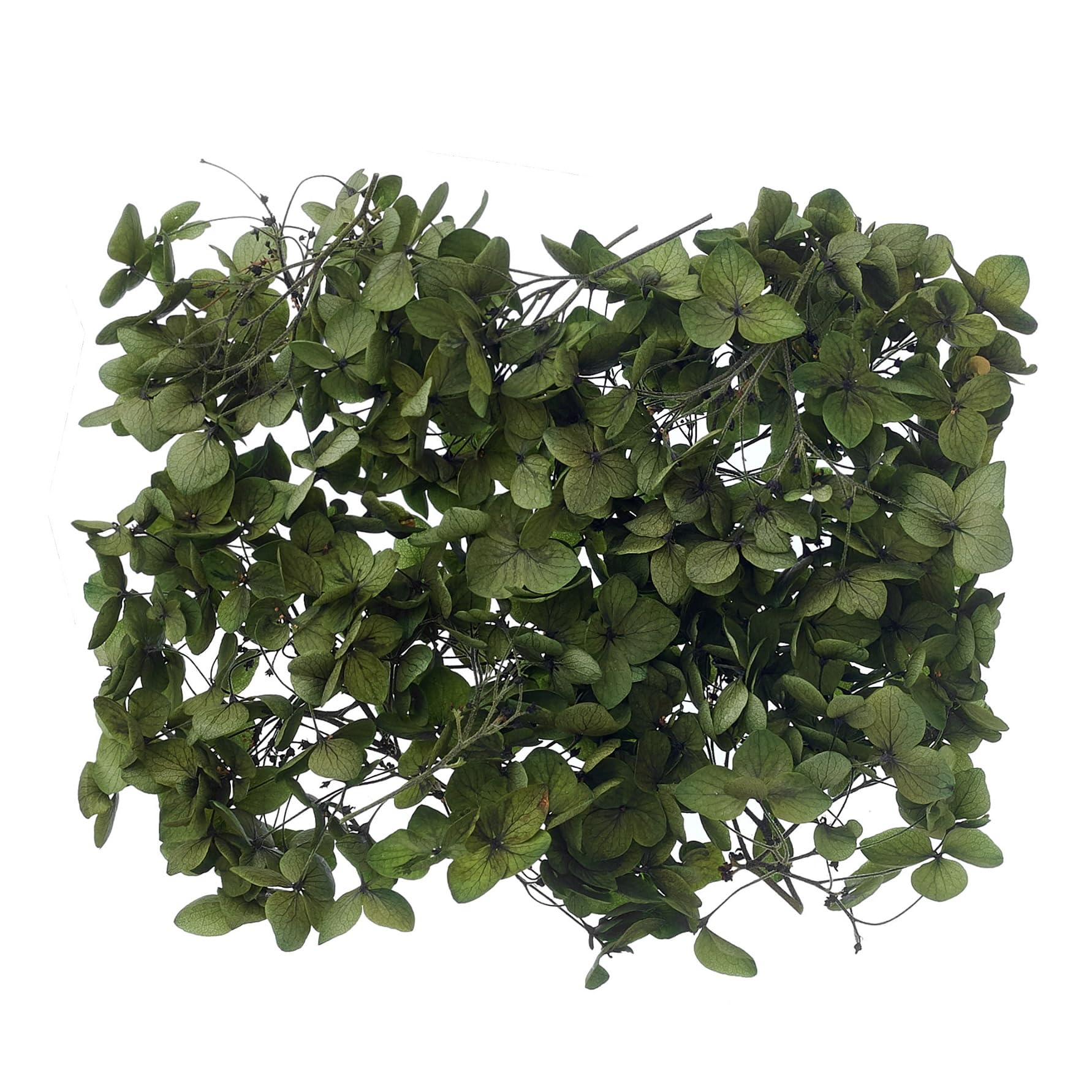 The Baked Studio - Original Dried Flower Hydrangea Set For Cake & Cupcake Decorating & Others Crafts (Forest Green)