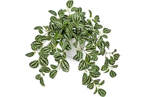Briful Fake Plants Indoor Artificial Potted Silk Plants Faux Watermelon Peperomia Trailing Vine Plant for Home Office Livingroom Desk Shelf Mantle Decoration(Green/White - 1 Pack)