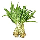 Asparagus Lettuce Celtuce Heirloom Vegetable for