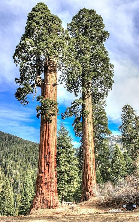 Amazon Co Jp Sequoiadendron Giganteum ジャイアント セコイア レッドウッドフォレスト Tree 木の種子 10 の種子 ホーム キッチン