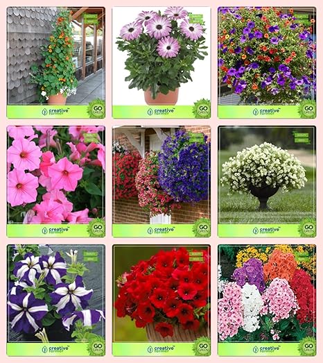 Creative Farmer Flower Seeds : Plant Seeds For Hanging Pot Combo Nasturtium, Osteopermum, Petunia, Petunia-Rose, Petunia- Blue, Petunia-Snowball, Petunia-Star, Petunia-Scarlet and Others -1 Packs