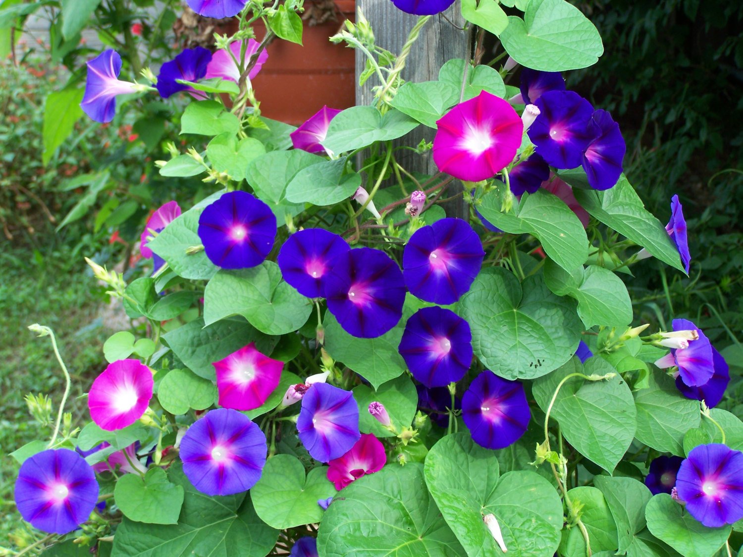 Seeds Care Morning Glory Mixed Pack Of 50 Seeds Amazon In