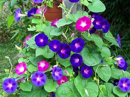 Seedscare Morning Glory, 50 Seeds Mixed by Seedscare