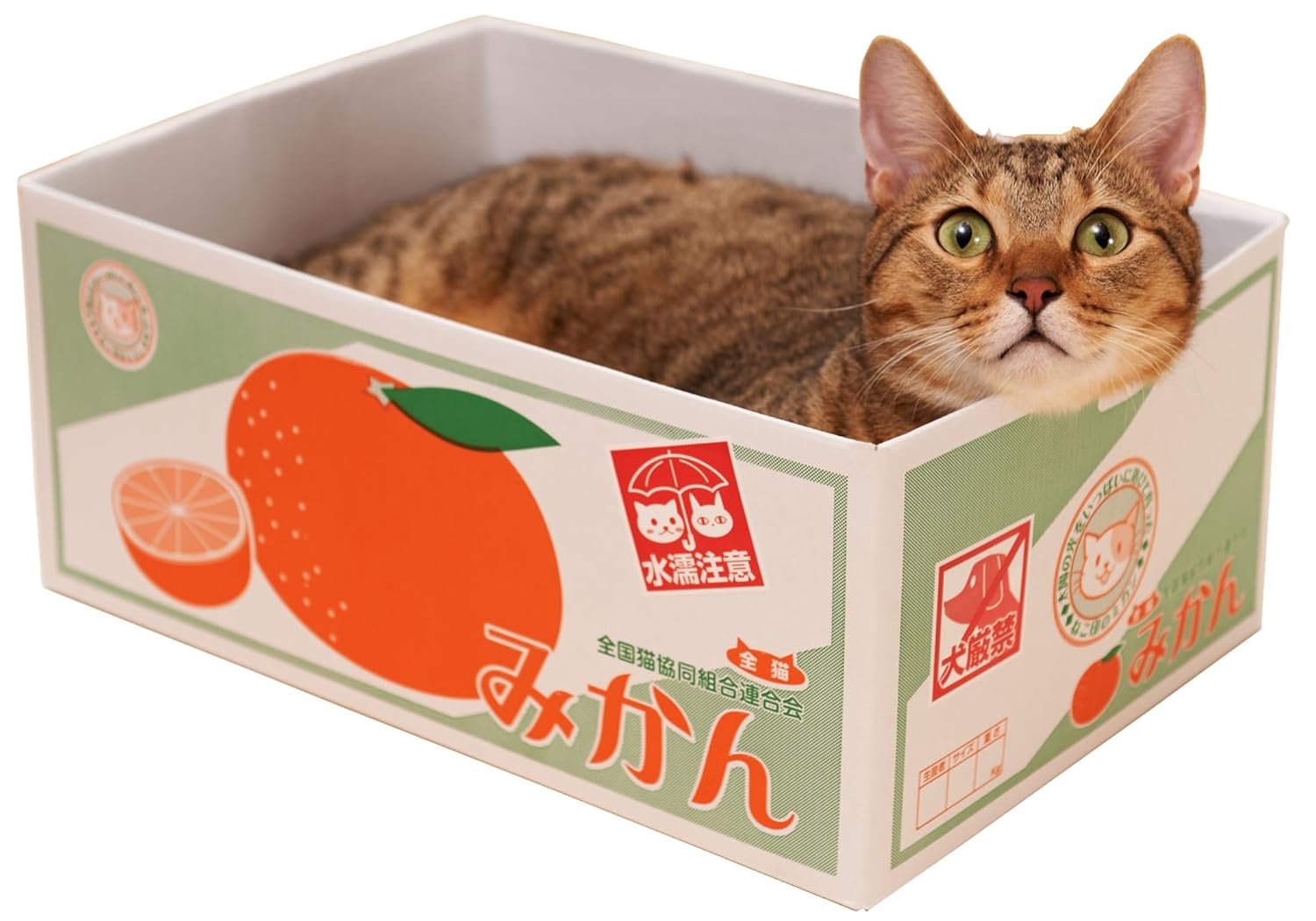 ディズニー画像のすべて 最高ダンボール 猫 捨て 猫 イラスト ディズニー画像のすべて 最高ダンボール 猫 捨て 猫 イラスト