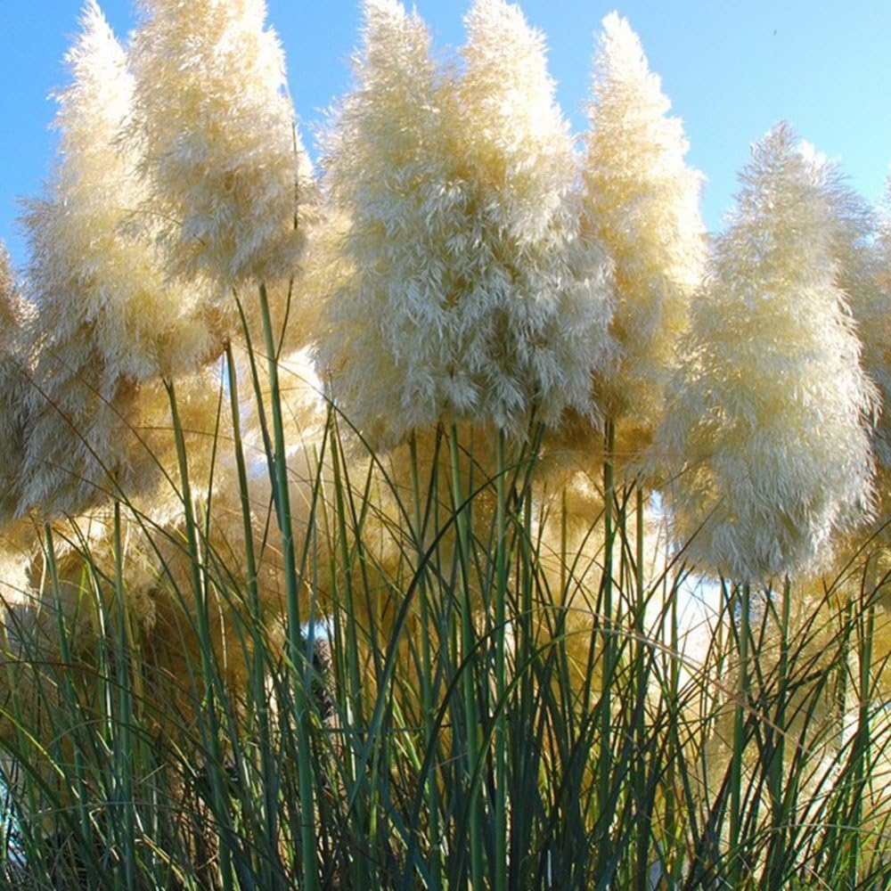 Amazon Com 1 Lot 20 Pcs New Rare Purple Whita Pampas Grass Seeds Ornamental Plant Flowers Cortaderia Selloana Grass Seeds Home Kitchen