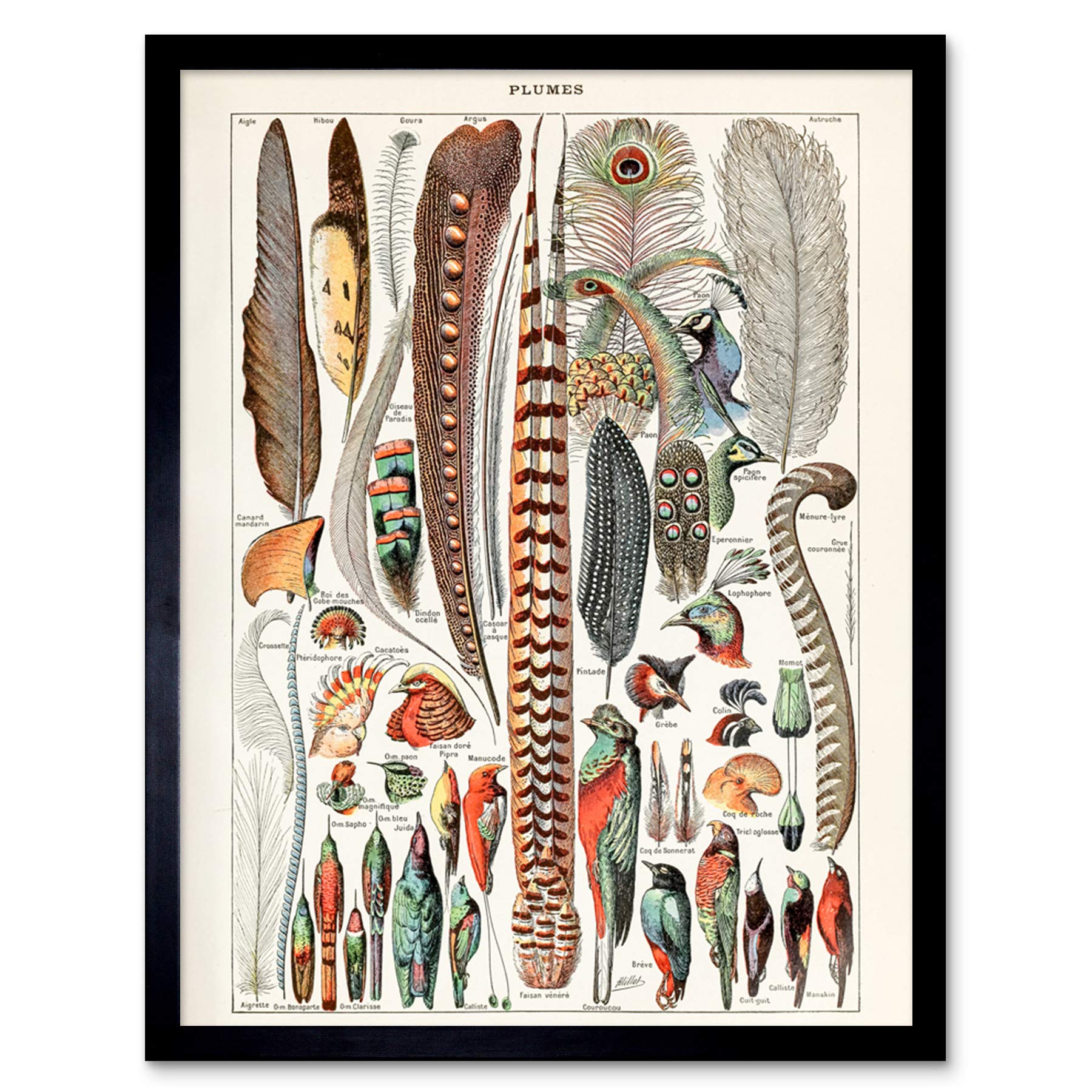 Artery8 Millot Encyclopedia Page Birds Feathers Plumage Art Print Framed Poster Wall Decor 12x16 inch — image 1