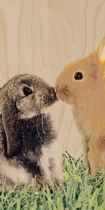 cute bunnies kissing