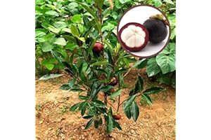 CHUXAY GARDEN Mangosteen Tree Seed 100 Seeds Garcinia Mangostana Fruit Sweet Non-GMO Juicy Fruits Great Taste Easily Grow