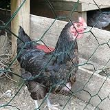 Suregreen Green PVC Coated Chicken Wire Mesh Roll 600mm x 10m 50mm Holes view 7