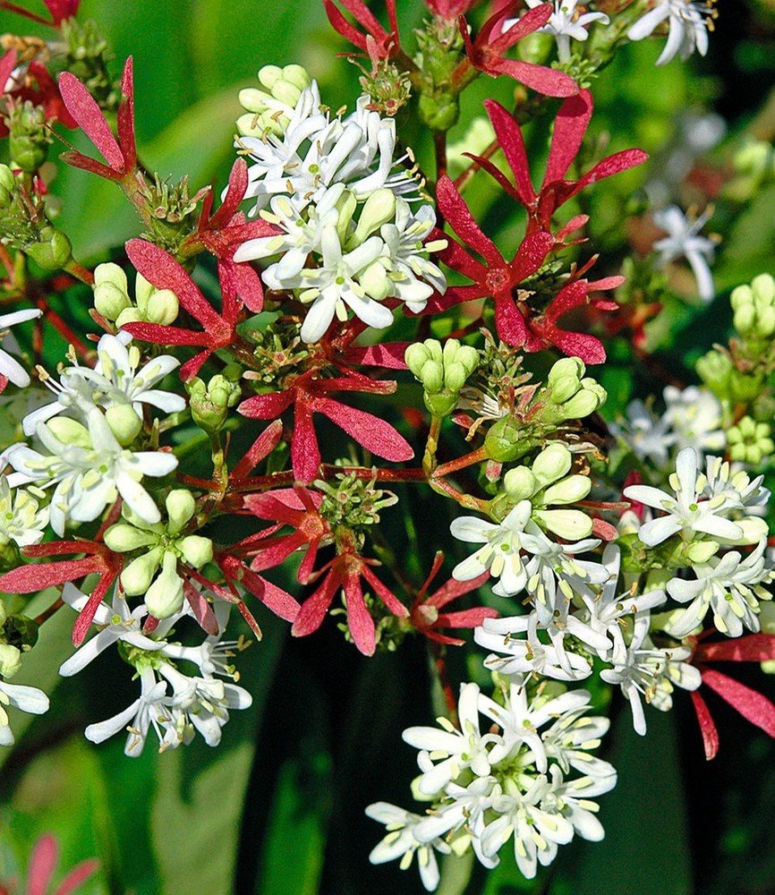 12 Pflanze Heptacodium miconioides BALDUR-Garten Sieben-Söhne-des