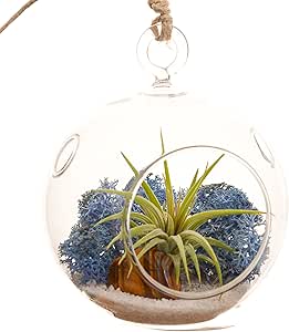 Amazon.com: Bliss Gardens Mini Air Plant Terrarium Kit with 3" Round