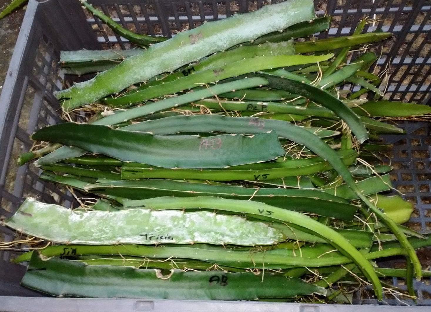 Amazon Co Jp 発芽seeds 罪espina ドラゴンフルーツの挿し木49 Varieities栽培品種ライブ工場レッドホワイトピンクイエロー ホーム キッチン