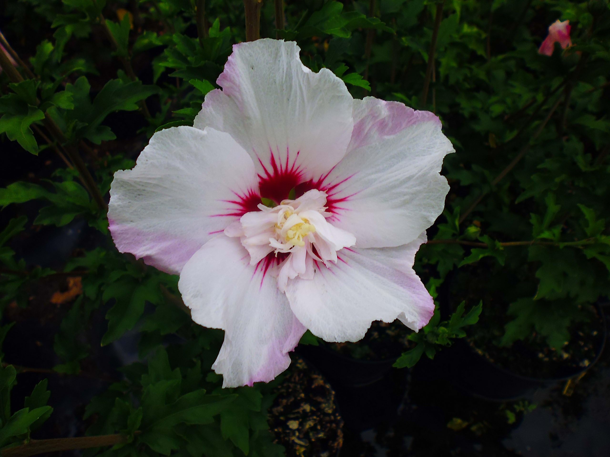 Hibiscus Pinky Spot