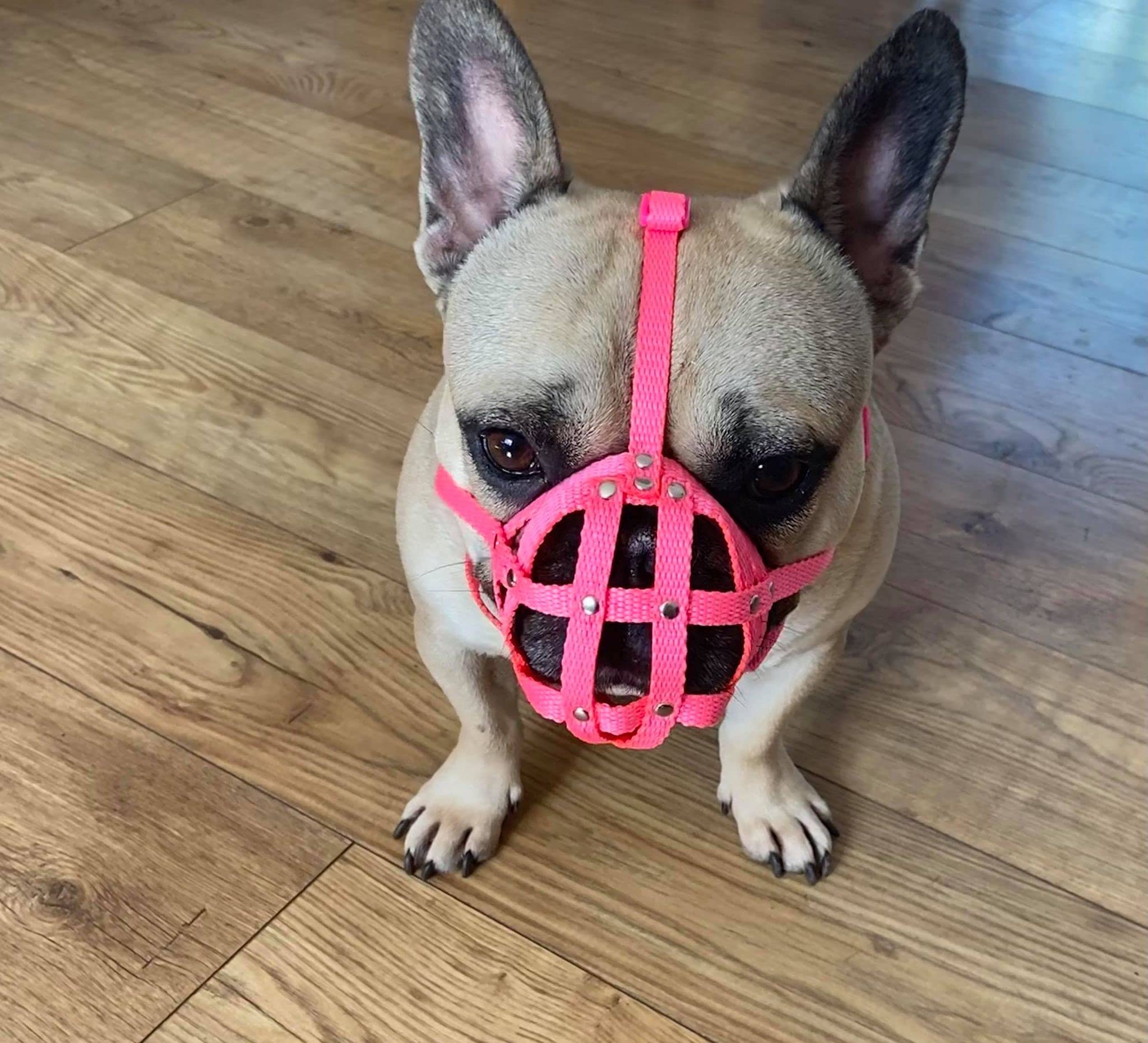 Dog Muzzle for French Bulldog "Frenchies" a Other similar snouts short snout (FB1, Pink)