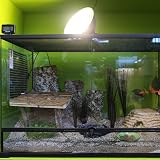 Komodo Solar D3 UV Basking Bulb 125W for Desert & Tropical Reptile Habitats view 9
