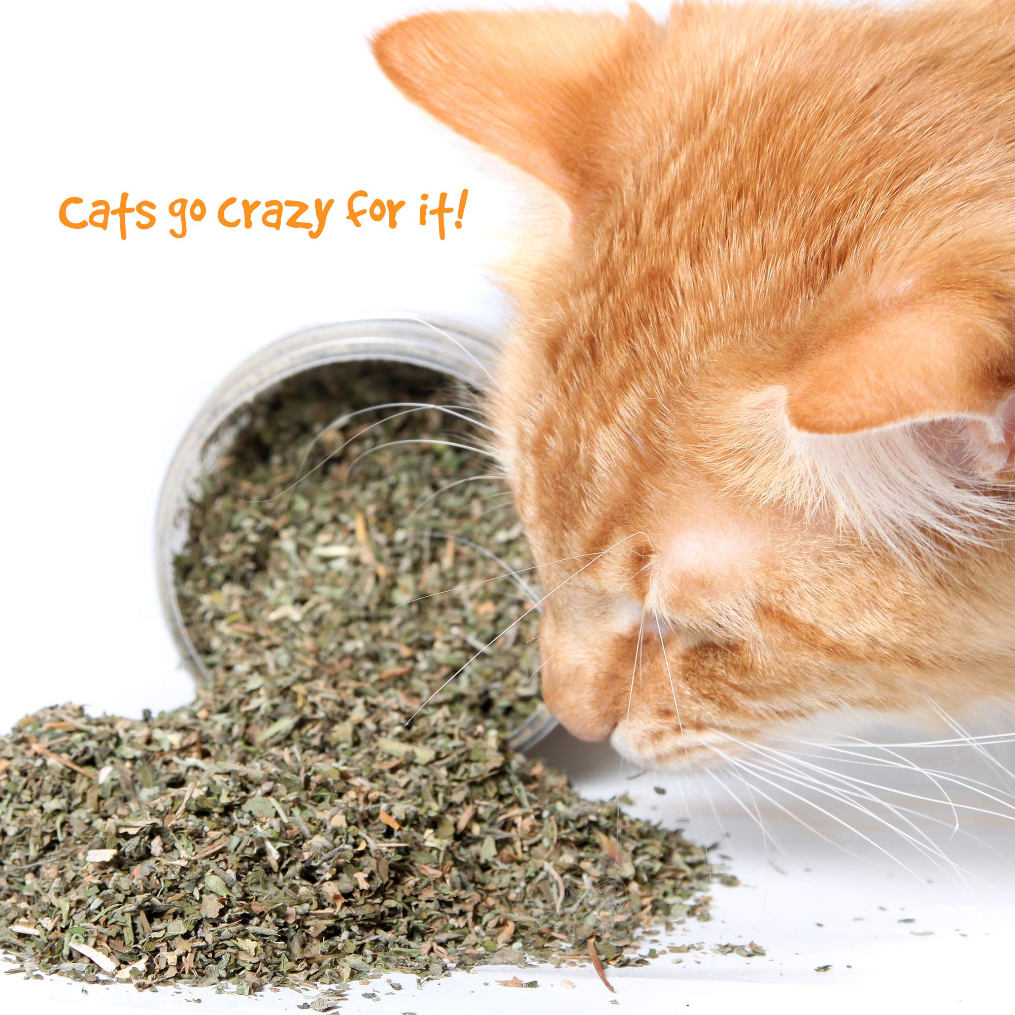 Pet Craft Supply Premium Potent Catnip The Cat Site