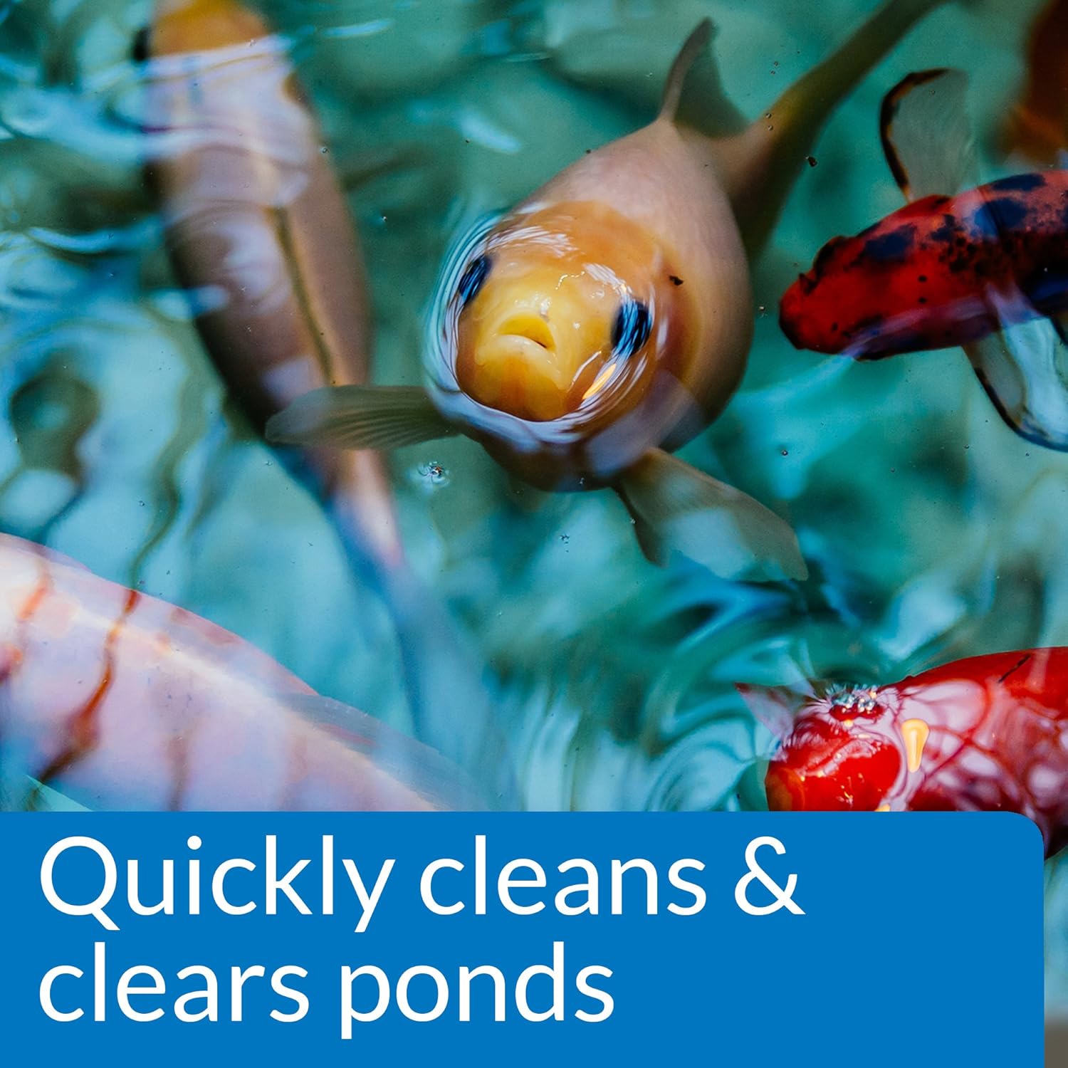 API POND SIMPLY CLEAR Pond Water Clarifier 16-Ounce Bottle (248B): Pet Supplies
