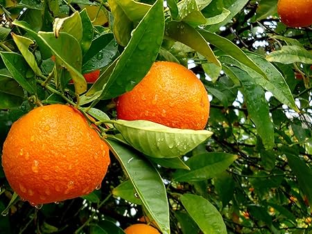 Creative Farmer Chinese Orange Fruit Seeds For Terrace Garden Fruit Seeds Garden Pack