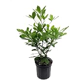 Miracle Fruit Plant (Synsepalum dulcificum)- 1 Gallon Pot
