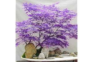 CHUXAY GARDEN Ghost Purple Maple,Acer Palmatum,Japanese Maple Tree 30 Seeds Rare Color Tree Hardy Deciduous Shrub Striking Landscaping Plant Decor Garden