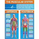 Tinlade Muscular System Poster Muscle Education 34.5"x26.5" Anatomy Gym | Anterior Posterior Views, Physical Education Workouts, Classroom Decoration, Phys Ed Teaching, Anatomical Chart