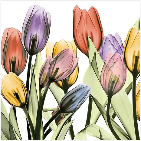 Amazon Com Empire Art Direct Tulip Scape X Ray I Flower Wall Art On Frameless Free Floating Tempered Glass Panel Ready To Hang Living Room Bedroom Office 24 X 24 X 0 2 Home