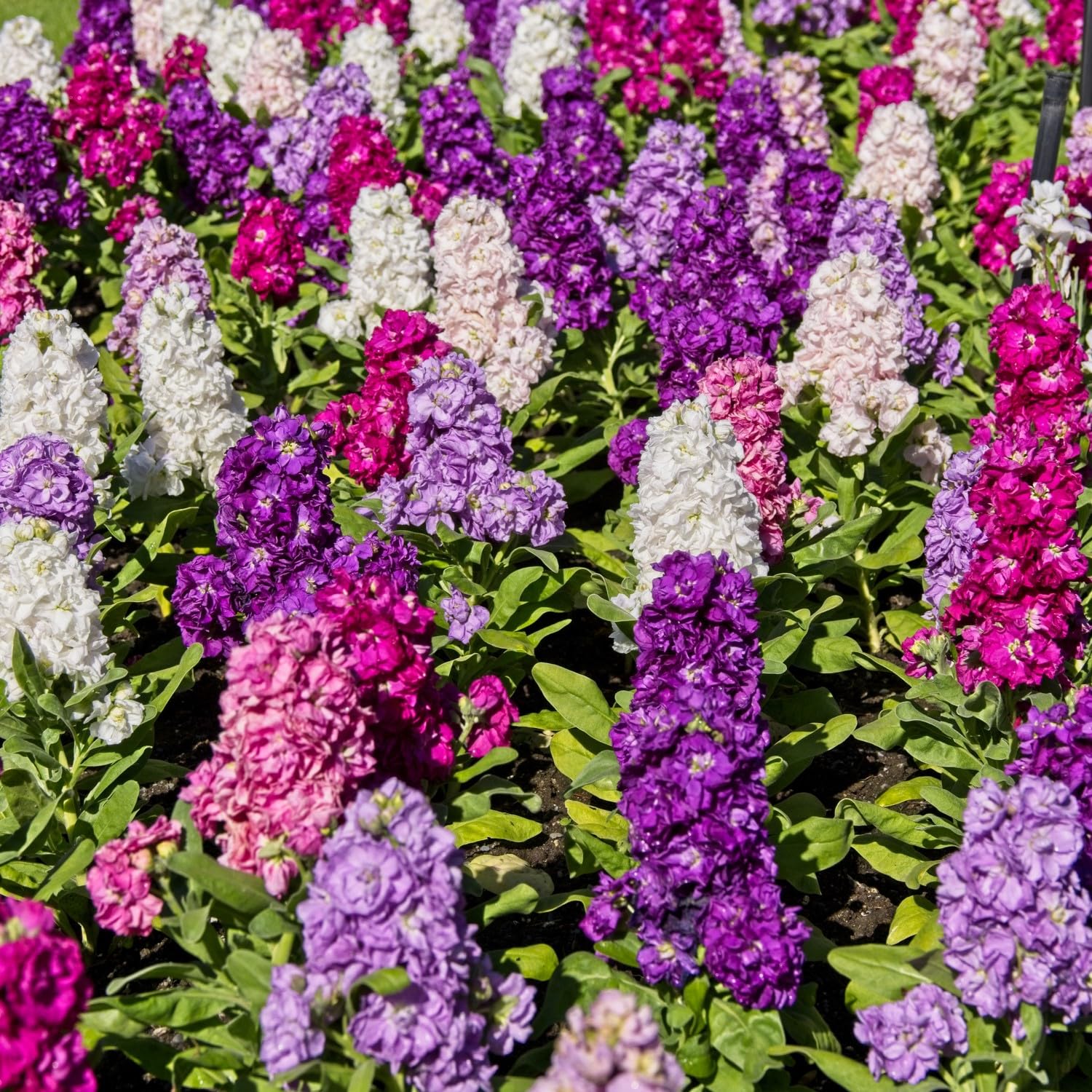 PREMIER SEEDS DIRECT - Stocks - Dwarf - Ten Week Mixed -2 gm~1220 Seeds