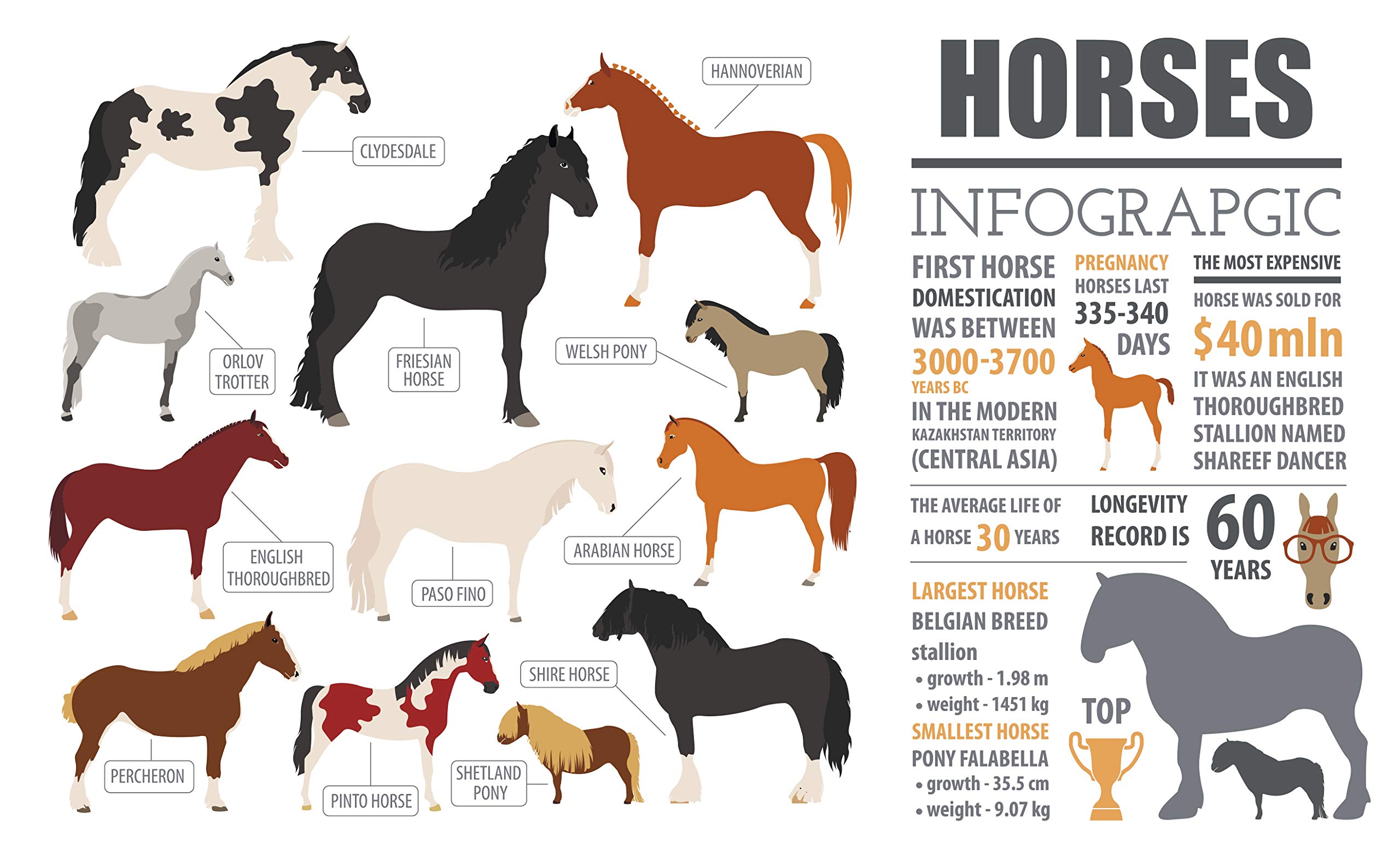 Half a Donkey Horse Infographic - Large Cotton Tea Towel