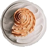 Biodegradable Urn for Scattering Cremated Ashes in Ocean Water, Ground or Sea Burial, Earth Friendly Eco Urn for Human Ashes (Oceanside Shell Coral Floating Urn)