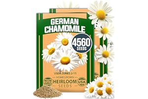 HOME GROWN German Chamomile Seed Pack – 4,560 Heirloom Seeds for Planting for Sustainable Gardens and Soothing Medicinal Herbal Teas (Matricaria chamomilla)