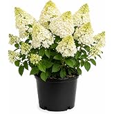 Silver Dollar Hydrangea Live Flowering Shrub &ndash; White Panicle Blooms for Outdoor Garden &amp; Landscape(1 Gallon/Single)