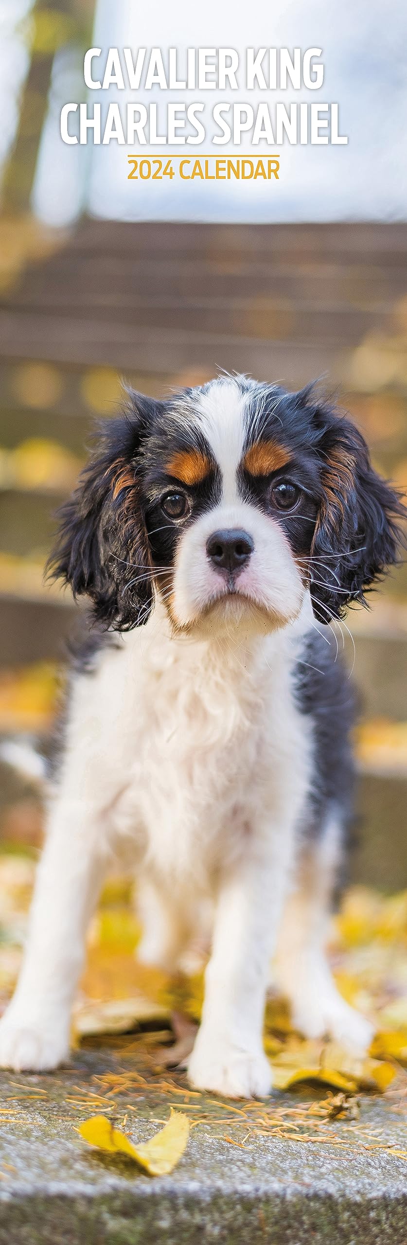 Cavalier King Charles Slim 2024 Calendar