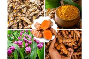 YOKEBOM 1 Lb Fresh Turmeric Roots Golden Turmeric Rhizomes for Planting, Raw Yellow Turmeric Curcuma Longa Ginger Bulbs, Live Turmeric Roots to Grow