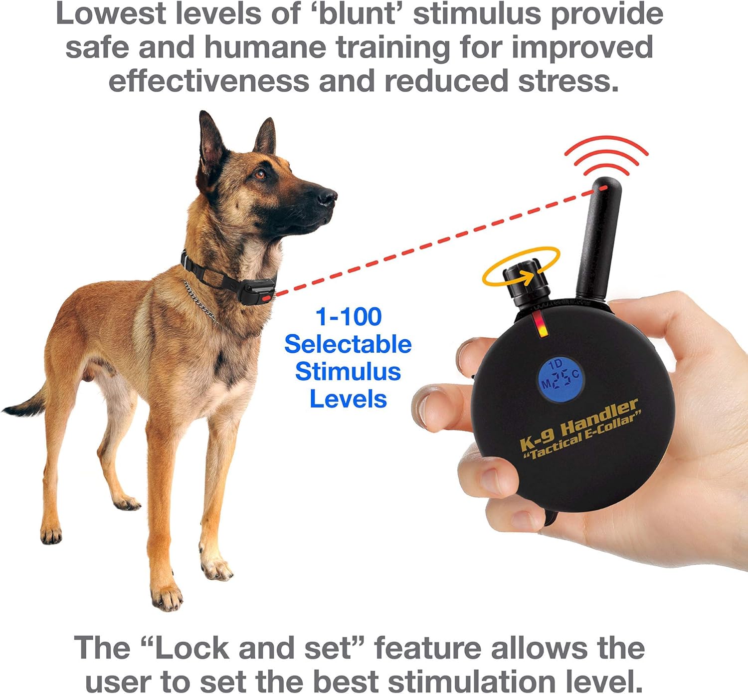 off leash canine training