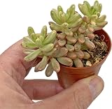 SID 5 Succulent Starter Plant Collection Indoor Cacti Terrarium Plants view 9