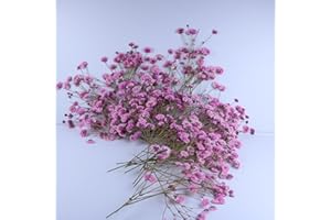 LYFORTZY 50 Pcs Pink Baby's Breath Real Dried Pressed Flowers.Vacuum-Packed Mini DriedBaby's Breath Flowe Specimen +1 Tweezers, for Resin Art /DIY Making Wedding Card/ Home Party Decor.