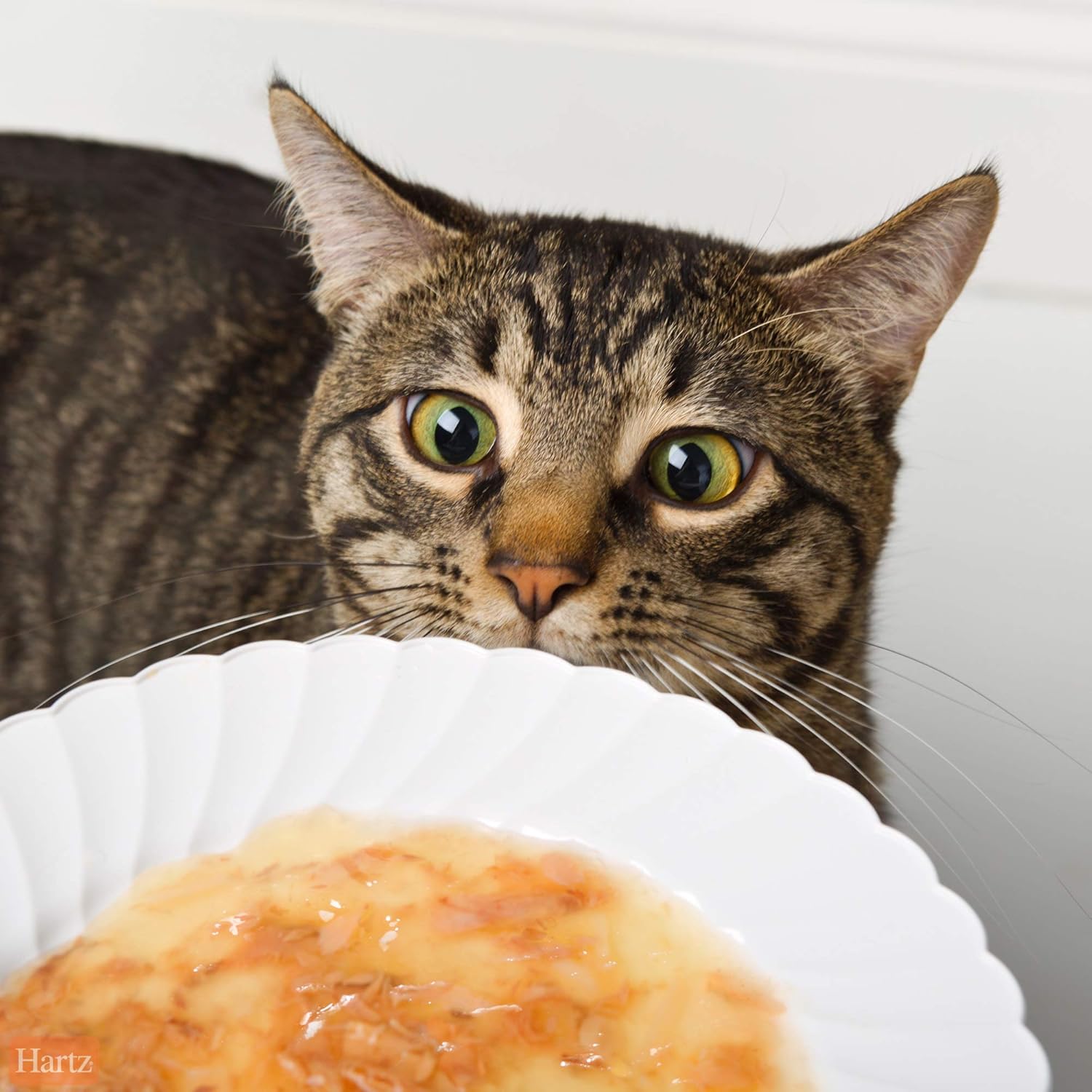 Hartz Delectables Bisque Lickable Wet Cat Treats - Chicken, Tuna & Shrimp : Pet Supplies