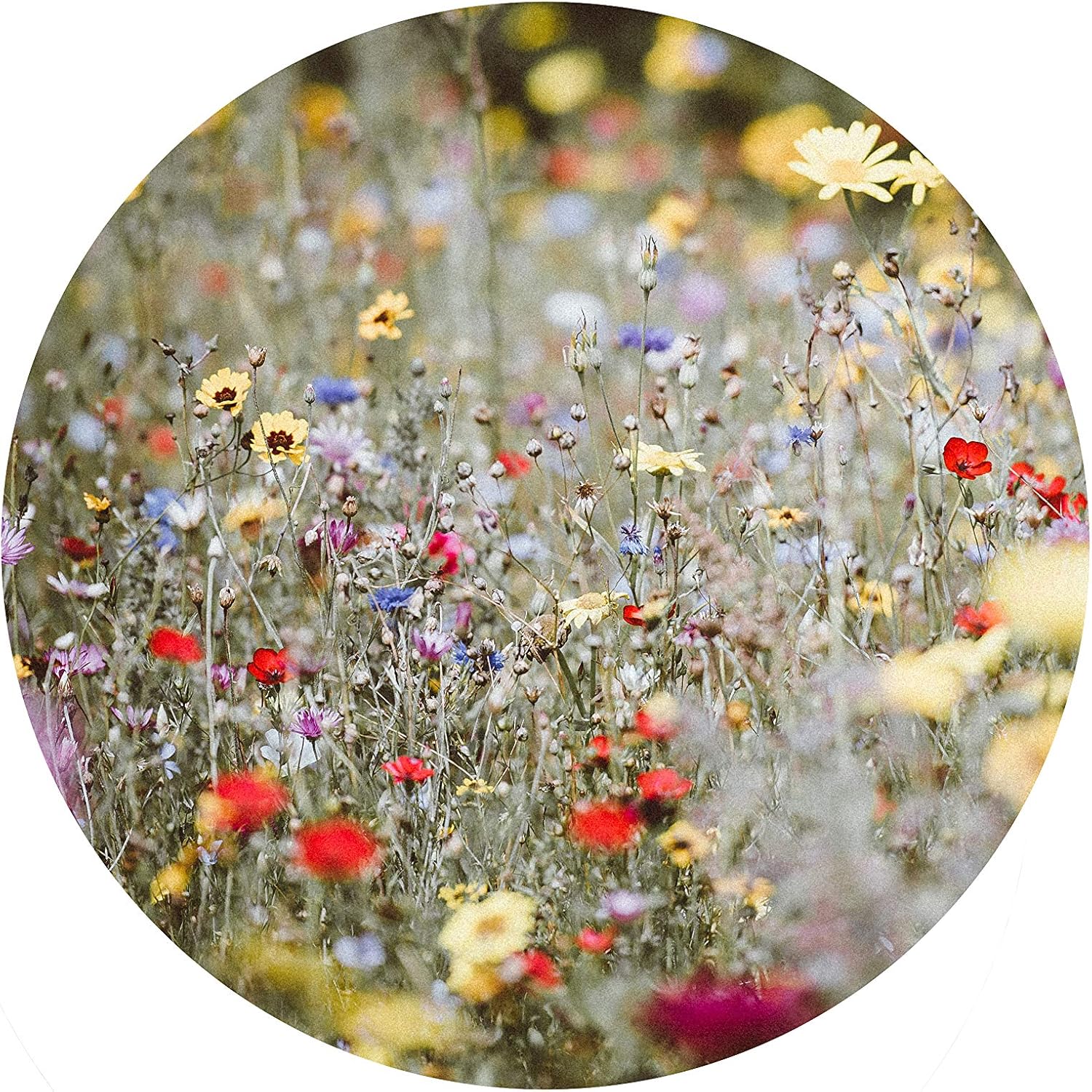 Peculiar Wildflower kit, Wild Flower Seed Mix Annual Meadow Plants Attracts Bees & Butterfly (250g Mais Granulate - Image 4