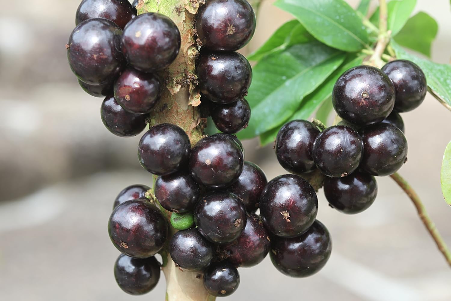 期間限定送料無料 幹に実と花が成る不思議な観葉植物 ジャボチカバ栽培5点セット 6年生樹高約70cmジャボチカバ実生苗木 中葉系 肥料入り ジャボチカバの土 陶器風プラ鉢 受け皿 バークマルチ B01kzovzqs Hightimes Com