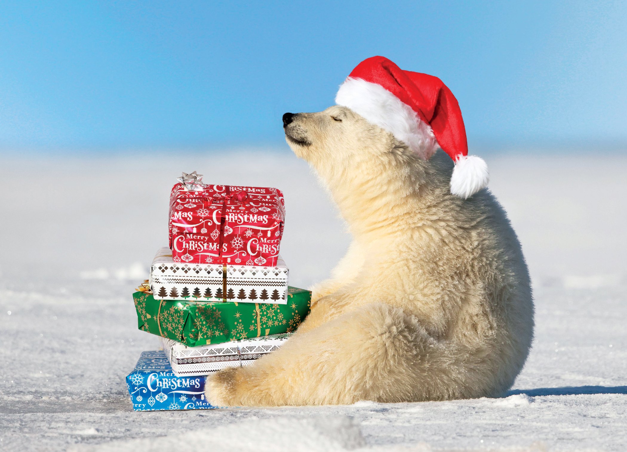 polar bear presents