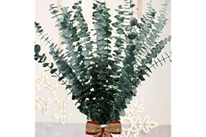 EGCINA 16 Pcs Large Dried Eucalyptus Stems - 17'' Natural Preserved Eucalyptus Hanging for Shower, Real Eucalyptus Plant Greenery for Home Decor, SPA, Bathroom, Wedding, Party, Vase Rustic Decor
