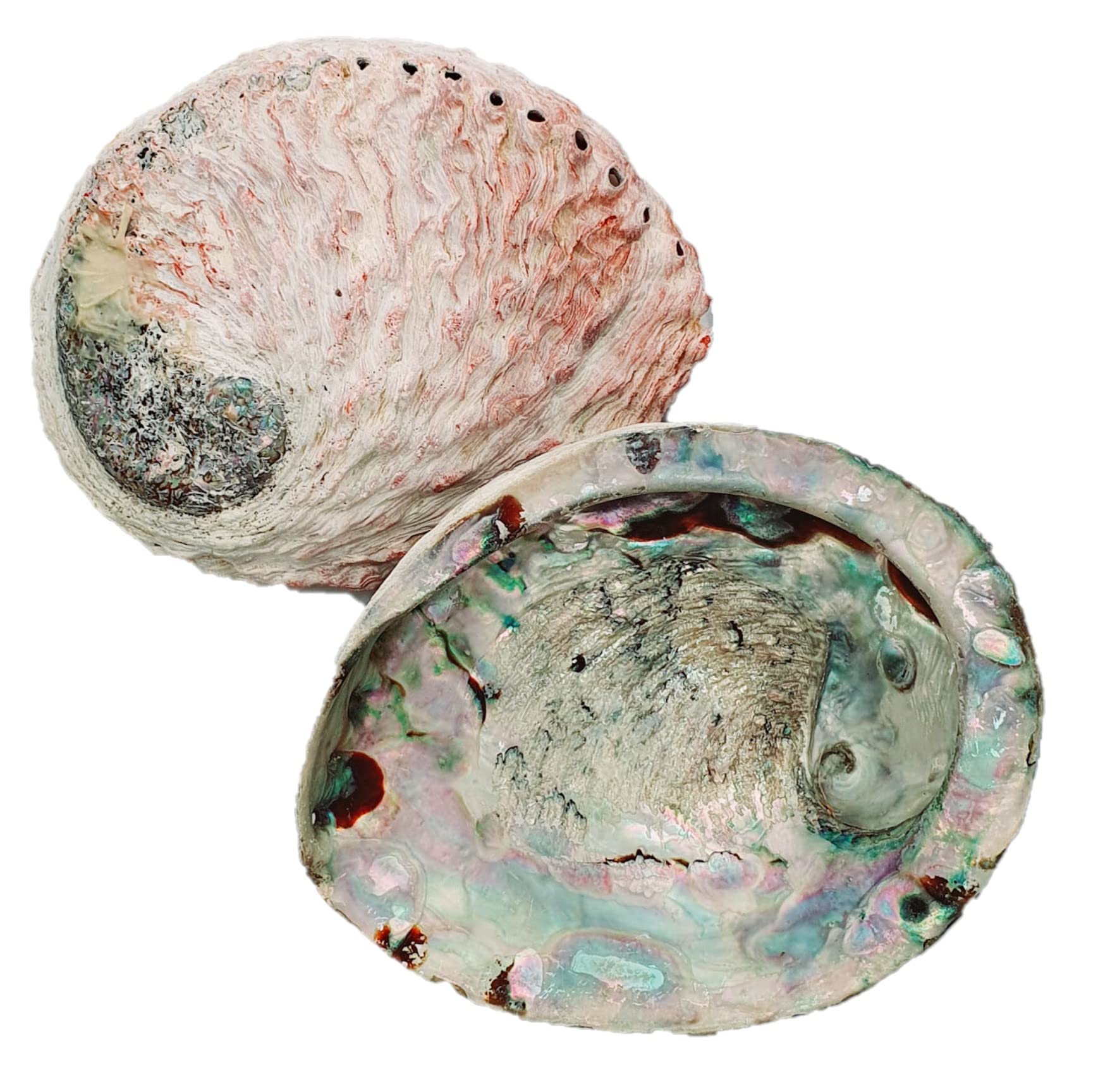 Abalone Shell Large 14-17cm Naturally Beautiful