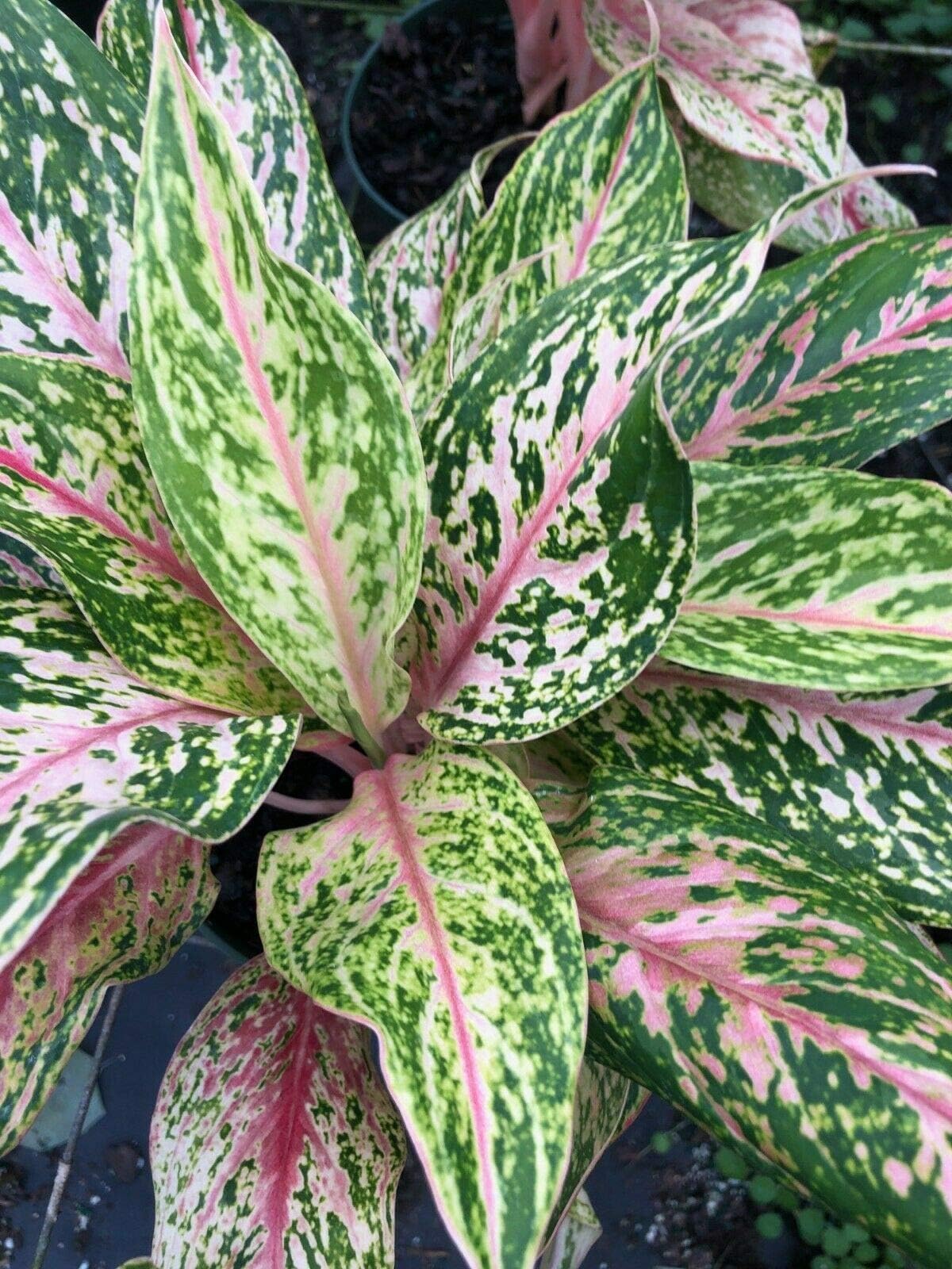 Live Plant Aglaonema Chinese Evergreen Wishes Houseplant Plant Christmas Shrubs Plant ANT-NR