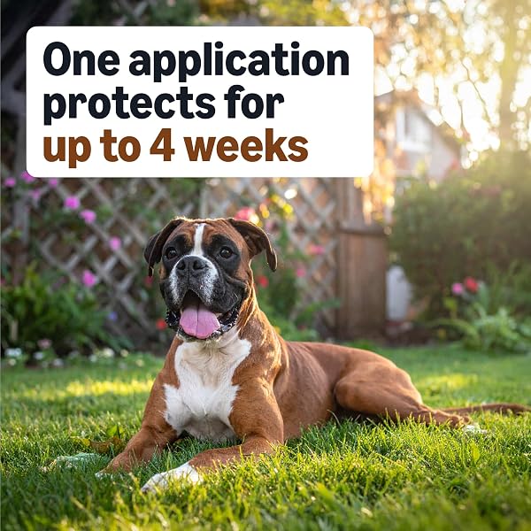 AMAZON BASICS PREVENTATIVE FLEA, TICK & MOSQUITO TOPICAL TREATMENT FOR LARGE DOGS (21-55 POUNDS), 6 COUNT, PACKAGING MAY VARY