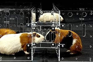 GuineaLoft™ Cage Connector - Connects Guinea Pig Cages Through Corridors, Easy to Insert, Easy to Remove, Can Be Closed, Adds Space and Structures, Increases Activities - Exclusive by Guinea Loft